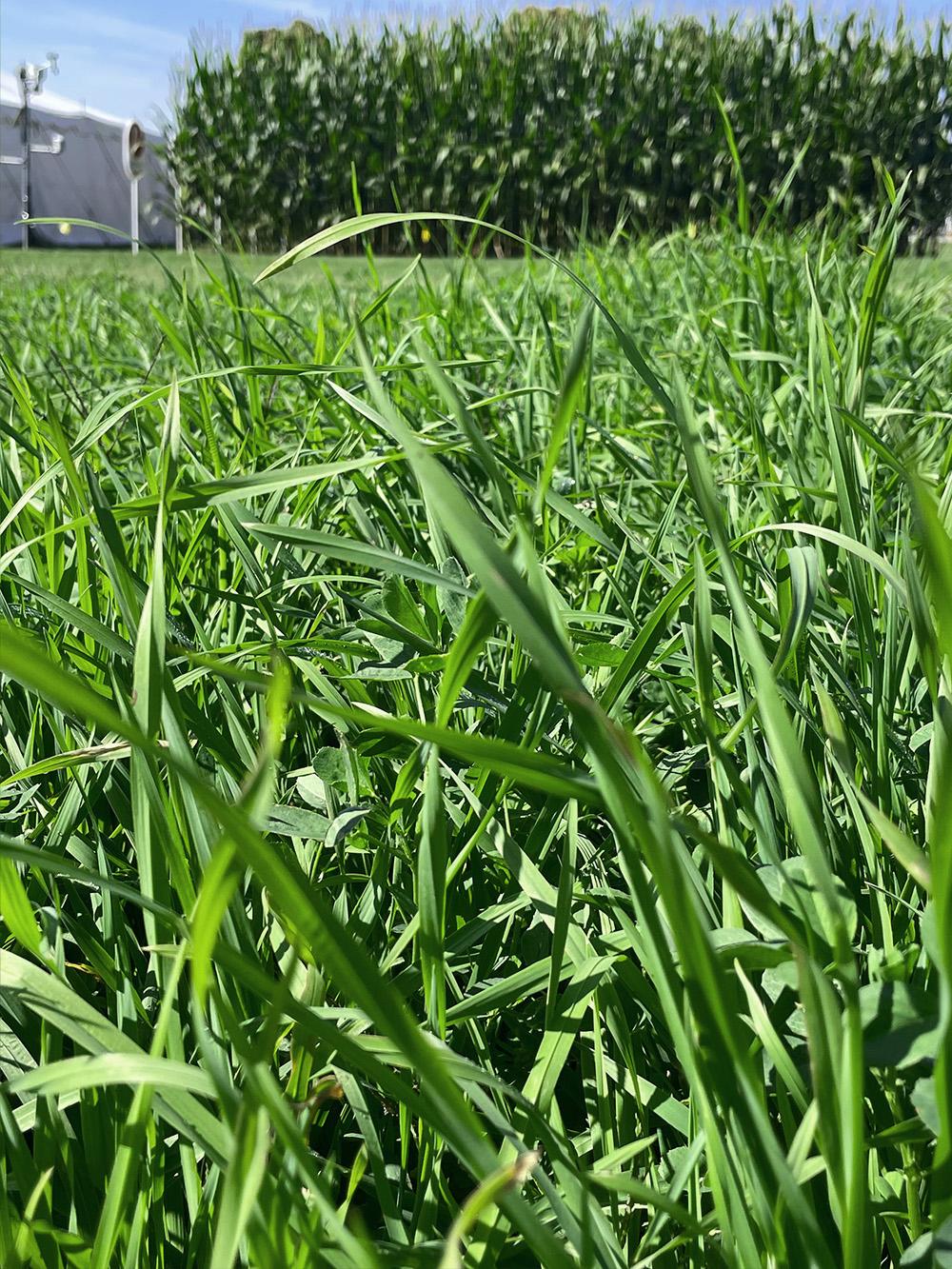 144 XL Alfalfa Mix